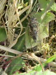 Amphipsalta strepitans