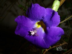 Epicadus heterogaster