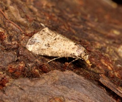 Hypenodinae