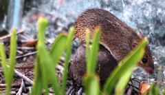 Acomys subspinosus