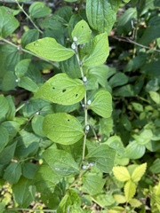 Lithospermum latifolium