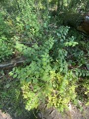 Lithospermum latifolium