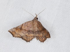 Throana pectinifer