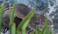Acomys subspinosus