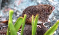 Acomys subspinosus