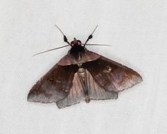 Crithote pallivaga