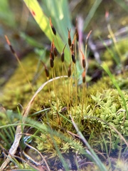 Didymodon torquatus