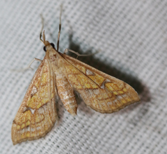 Choristostigma