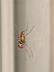 Cholomyia inaequipes