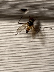 Cholomyia inaequipes