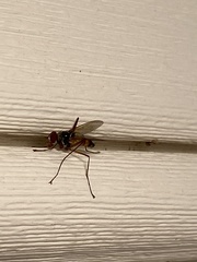 Cholomyia inaequipes