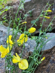 Cytisus scoparius