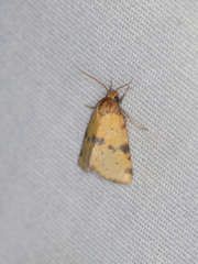 Azenia obtusa