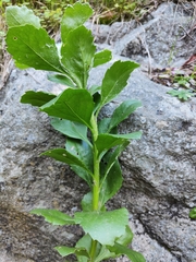 Osteospermum moniliferum moniliferum