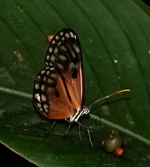 Napeogenes stella stella