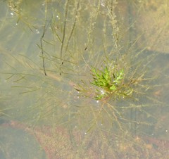 Myriophyllum gracile