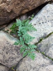 Cheilanthes austrotenuifolia