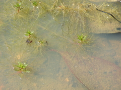 Myriophyllum gracile