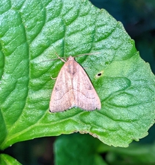 Galgula