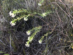 Pimelea stricta