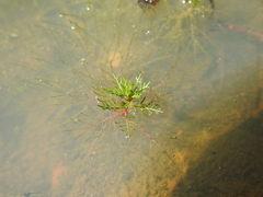 Myriophyllum gracile