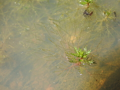 Myriophyllum gracile