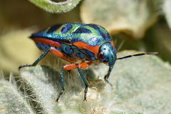 Calidea dregii