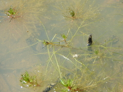 Myriophyllum gracile