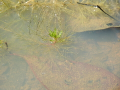Myriophyllum gracile