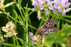 Euxoa divergens
