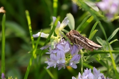 Euxoa divergens
