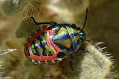 Calidea dregii