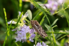 Euxoa divergens