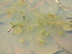 Myriophyllum gracile