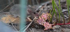 Acomys subspinosus