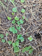 Dichondra repens