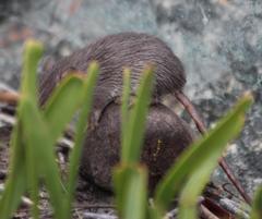 Acomys subspinosus
