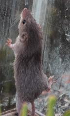 Acomys subspinosus