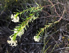 Pimelea stricta