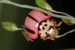 Declivitata olivieri