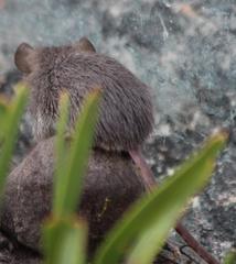 Acomys subspinosus