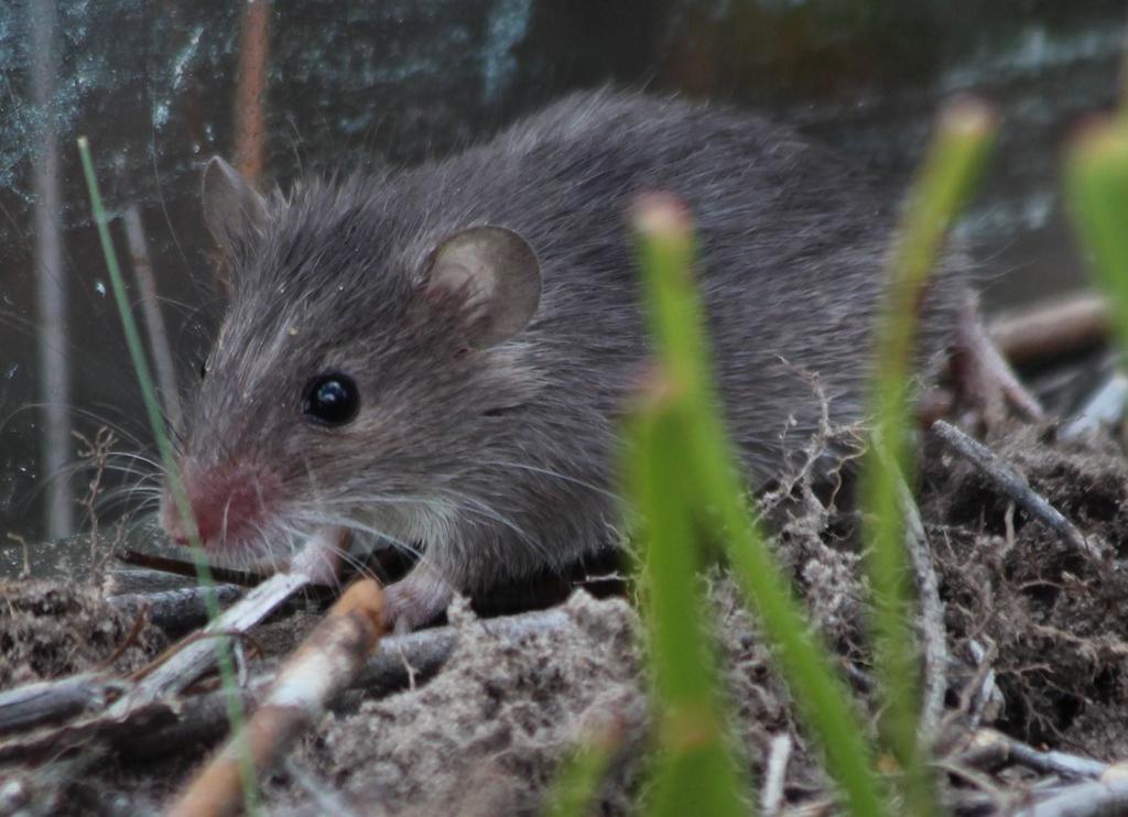 Cape Spiny Mouse