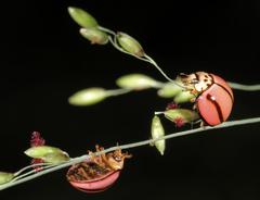 Declivitata olivieri