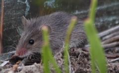 Acomys subspinosus