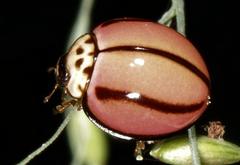 Declivitata olivieri