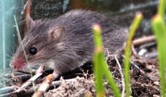 Acomys subspinosus