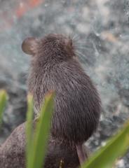Acomys subspinosus