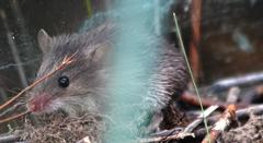 Acomys subspinosus