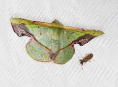 Fascellina plagiata