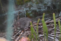 Acomys subspinosus